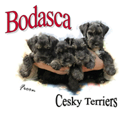 Bodasca Cesky Terriers