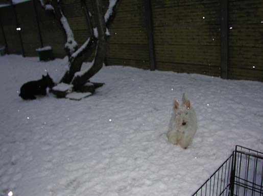 Janice probeert zich te verstoppen in het sneeuw