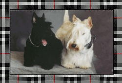Clan Mackintosh Scotties - France