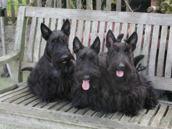 pups