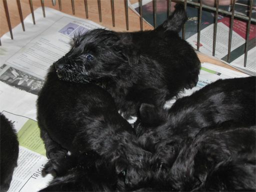 pups