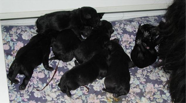 pups