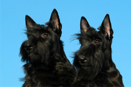 Pointchester pups November 2003 - Foto Alice van Kempen