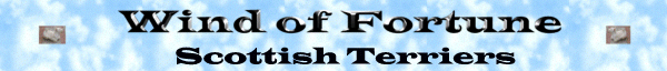 Wind of Fortune Scottish Terriers - Holland